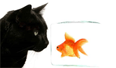 cat and fish &copy; Yanik Chauvin #147866
