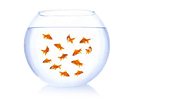 Smaragdmini goldfishes &copy; khz #2952826