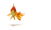 gold fish &copy; Mor Arditi #2179791